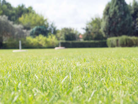 green lawn ground. Green grass see from animal and insect viewの写真素材