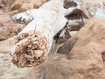 uprooted tree in the woods. Concept of desertification and destruction of the environment. tidal waves and stormsの写真素材