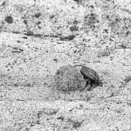 Dung beetle pushes his ball in a steep climb. concept of tenacity and willpowerの写真素材