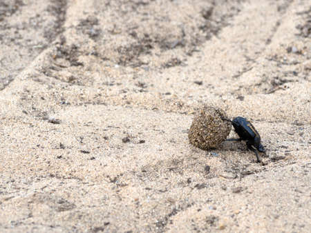 Dung beetle pushes his ball in a steep climb. concept of tenacity and willpowerの写真素材