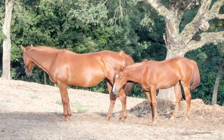 parents sons horses. Image of horses with "horse mummy" and baby horse. Anglo Arab Sardinian raceの写真素材