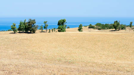 sardinia country wild. Yellow sardinian country in the summer.
