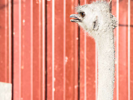 curious ostrich expected. Ostrich wait for someone.