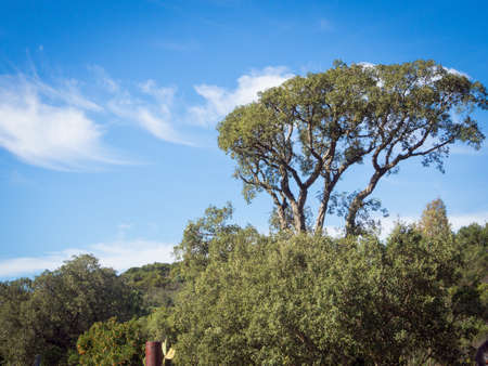 Sky tree cloud. Sardinia Landscaper countrysideの写真素材