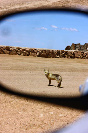 Coyote in the Mirror