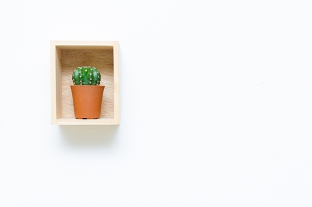 mini cactus in pot and wooden box on white background with copy space for text.の写真素材