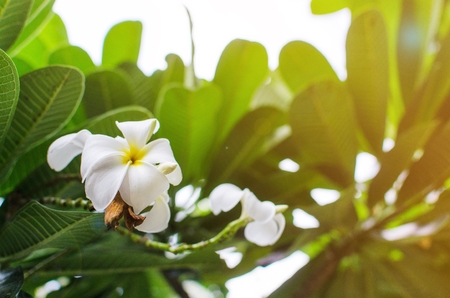 white and yellow plumeria with green leaf background, tropical beautiful flower on tree with sunlight effect, selective focus, copy spaceの写真素材