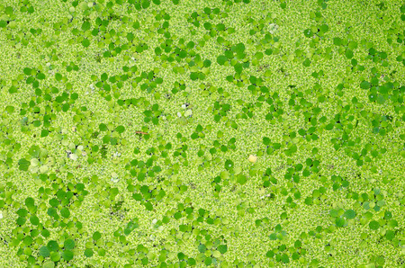green duckweed plants floats in water on water for background textureの写真素材