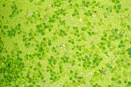 green duckweed plants floats in water on water for background textureの写真素材
