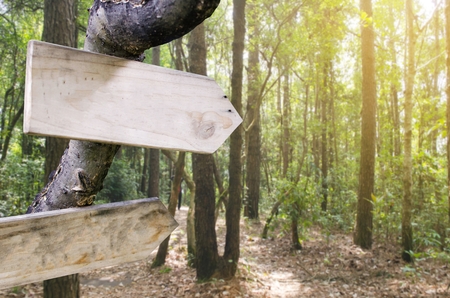 empty wooden signs or billboard for text with view of blurred nature green summer forest with sunlight effect, selective focus, copy spaceの写真素材