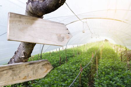 empty wooden signs or billboard for text with view of blurred inside the greenhouse with plant nursery nature, sunlight effect, selective focus, copy spaceの写真素材