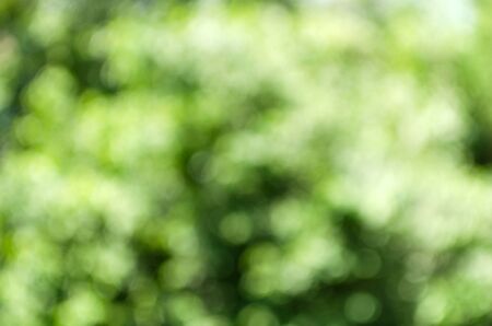 abstract blurred nature green bokeh with sunlight for backgroundの写真素材