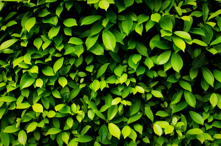 dark green plant tropical leaf texture background, beautiful nature pattern, light and shadow conceptの写真素材