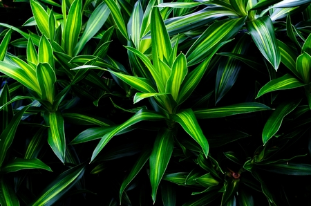 dark green plant tropical leaf texture background, beautiful nature pattern on dark background, light and shadow conceptの写真素材