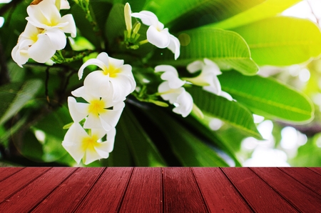 empty wooden desk, terrace or floor copy space for display of product or object presentation with image white and yellow plumeria with green leaf background, spa and nature home decorative conceptの写真素材