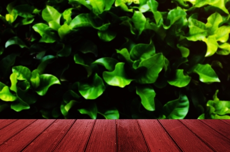 empty wooden red floor, desk or terrace copy space for display of product or object presentation with abstract blurred image of dark green plant tropical leaf texture backgroundの写真素材