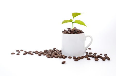 growing coffee plant and coffee beans in white coffee cup isolate on white backgroundの写真素材