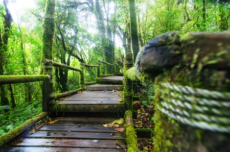 beautiful rain forest with old wooden bridge at Angka in inthanon international park in Chaing mai, Thailand, light ray effectの写真素材