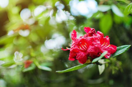red azalea flower or Rhododendron with green leaf on bokeh green background, selective focusの写真素材