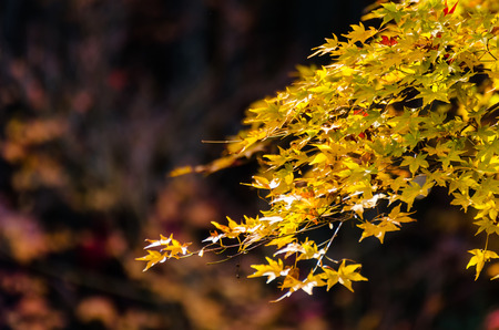 autumn yellow maple leaves with blurred background at morning in autumn season from Kyoto, Japan,...