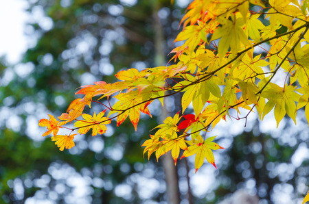 Autumn yellow maple leaves with blurred background at morning in autumn season from Kyoto, Japanの写真素材