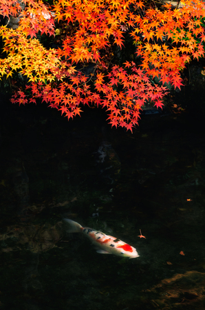 soft focus image of beautiful colorful red, yellow, orange maple leaves with koi carp fish in...