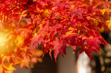 beautiful autumn colorful red and yellow maple leaves with blurred background and during sunrise at...