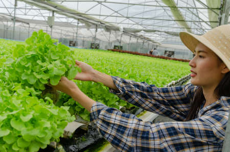 agronomist or woman farmer harvesting green fresh oak lettuce salad, organic hydroponic vegetable in greenhouse garden nursery farm, agriculture business, organic vegetable farm, healthy food conceptの写真素材