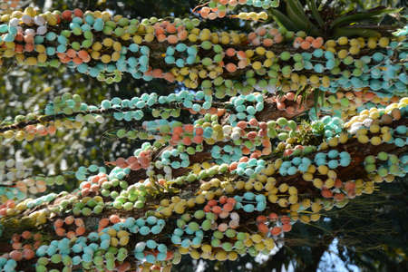 The trunk of the tree covered with shells of colored eggs in Pomerode, Brazil