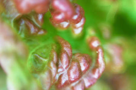 Macroの写真素材