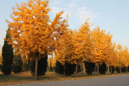 Yellow trees in the fall in a park in Beijing, Chinaの写真素材