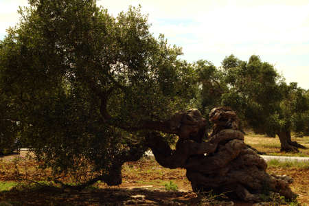Old kind of olive trees in south of Italy, they are almost dancing a sort of tangoの写真素材
