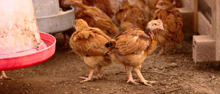 Two organic grown little chickens in a chicken house の写真素材