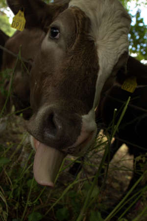 Cow showing her tongue の写真素材