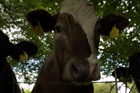 A brown cow looking at the camera の写真素材