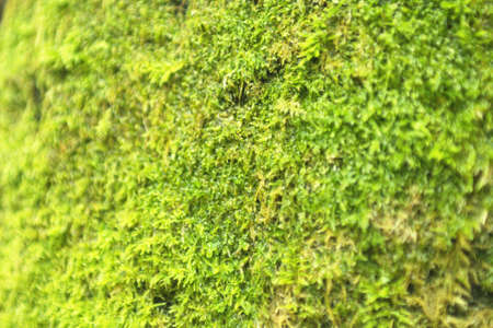 Moss on a trunk of a tree in Ireland  Shallow depth of field の写真素材