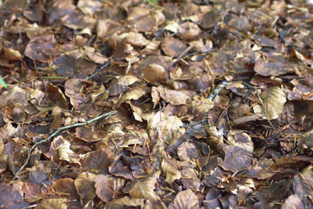 Brown leaves on the groundの写真素材