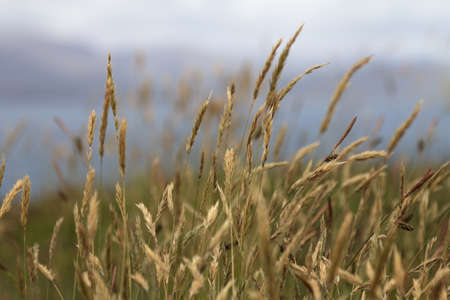 Ears of wild wheat with sea behind, Ireland の写真素材