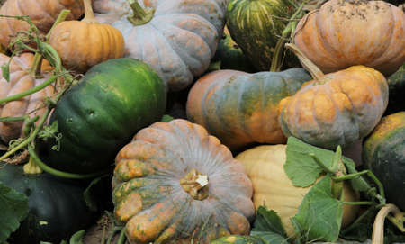 A pile of fresh pumpkins, green and yellow の写真素材