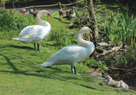 Couple of swans with little cygnets in a little birds sanctuary in Edinburgh, Scotlandの写真素材