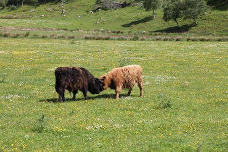 Typical Scottish cows in a field in a sunny dayの写真素材