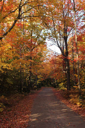 Narrow road with colourful trees and foliage in autumn, at Killarney Provincial Park, ON, Canadaの写真素材