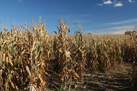 Field of golden corn crops in early autumn
の写真素材