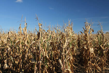 Rows of golden corn stalks in early autumn
の写真素材