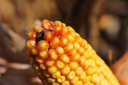 Yellow corncob in a corn field, early autumn
の写真素材