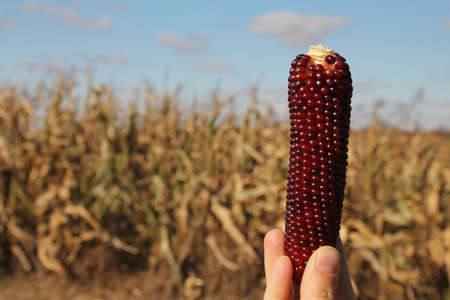 Hand of a woman holding a red corncob in a field
