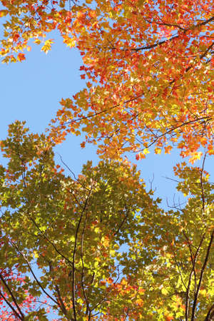 Green, red and yellow leaves in early autumnの写真素材