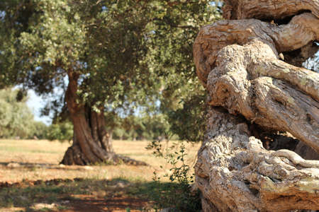 Detail of a twisted olive tree trunk with out of focus olive tree behindの写真素材