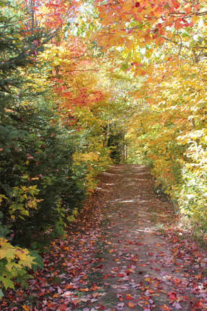 Off road forest trail in early autumn, in Killarney Provincial Park, Ontario, Canadaの写真素材