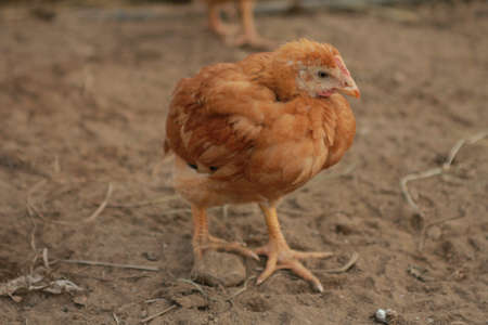 Organic grown chickens looking for food
の写真素材